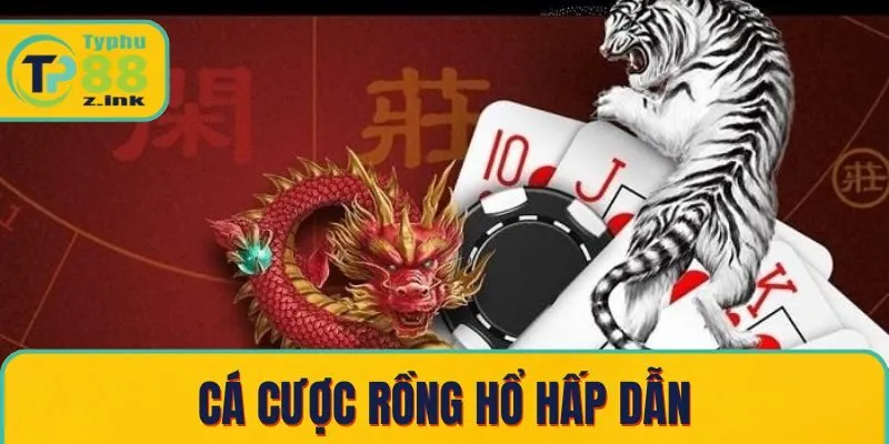 Cá cược rồng hổ hấp dẫn Cá cược rồng hổ hấp dẫn