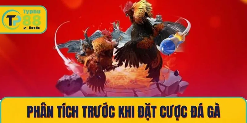 Phân tích trước khi đặt cược đá gà Phân tích trước khi đặt cược đá gà