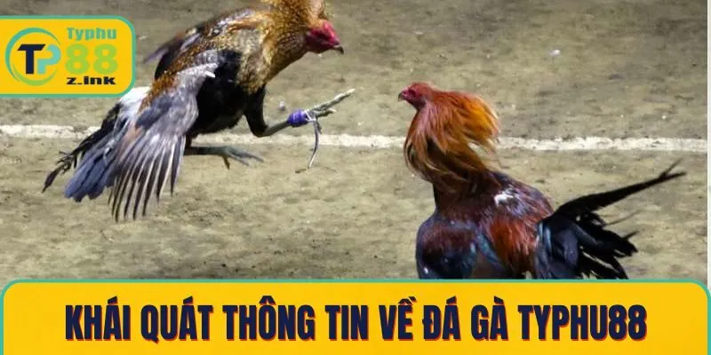 Khái quát thông tin về đá gà Typhu88 Khái quát thông tin về đá gà Typhu88
